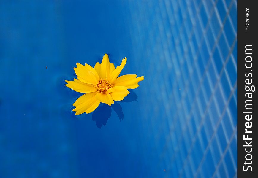 Flower in the swimming pool