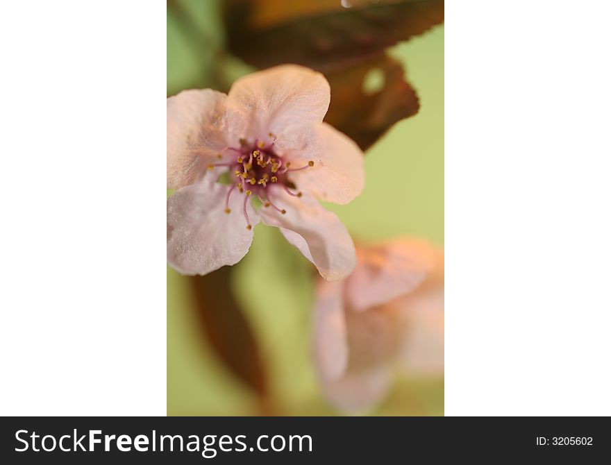 Close up of a cherry trees branch,mint coloured background