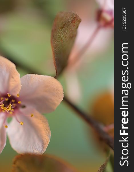 Close up of a cherry trees branch,turquoise background