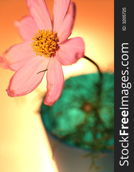 Close up of a pink flower with orange background