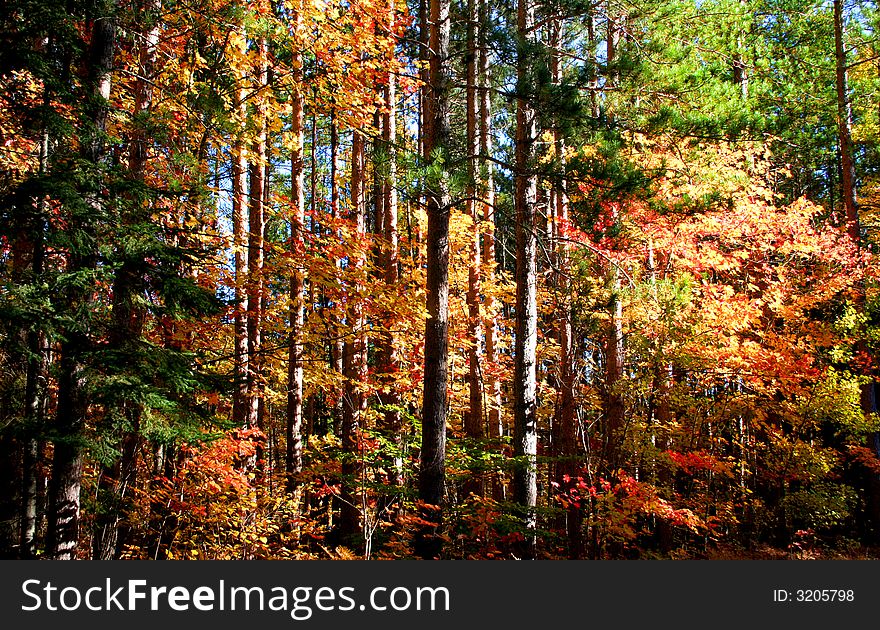 Beautiful view of tall trees in a forest during autumn time. Beautiful view of tall trees in a forest during autumn time