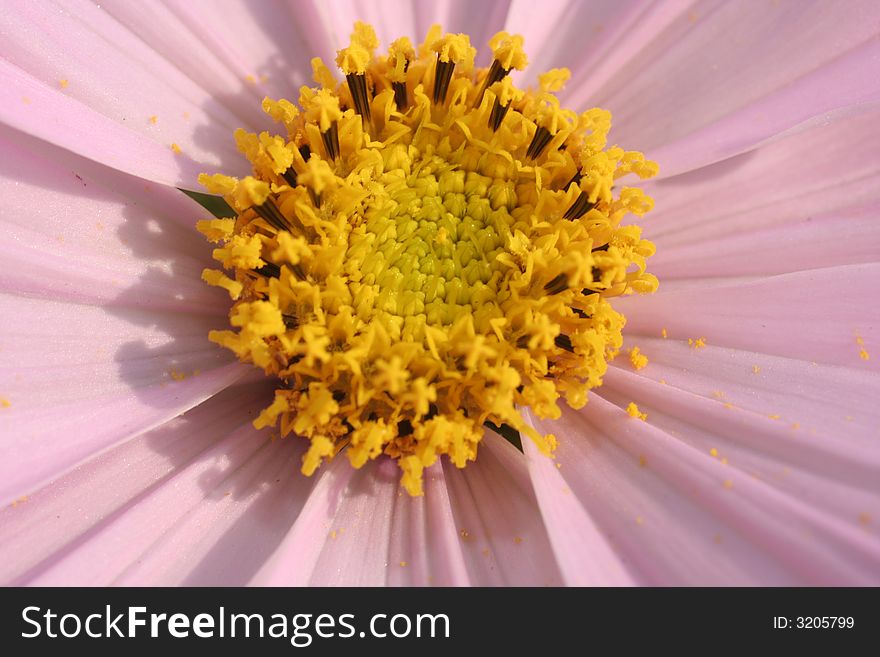 Close up of a pink flower ,pollen in the middle,extreme close up