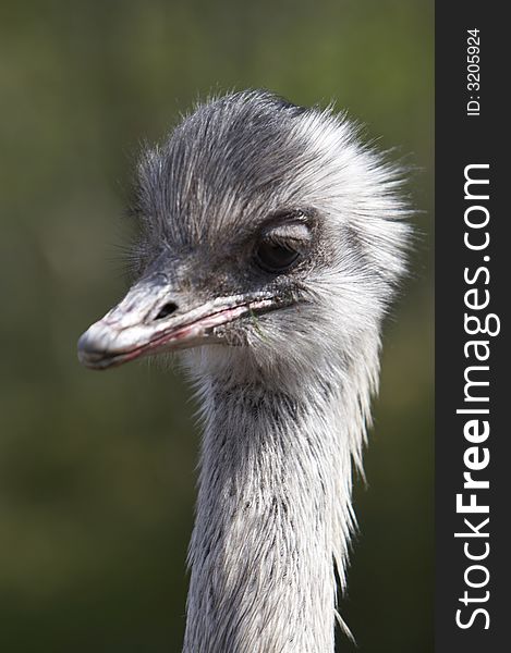 Ostrich. Picture made in safari park from the car