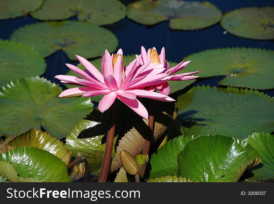 Water lily on a sunny day