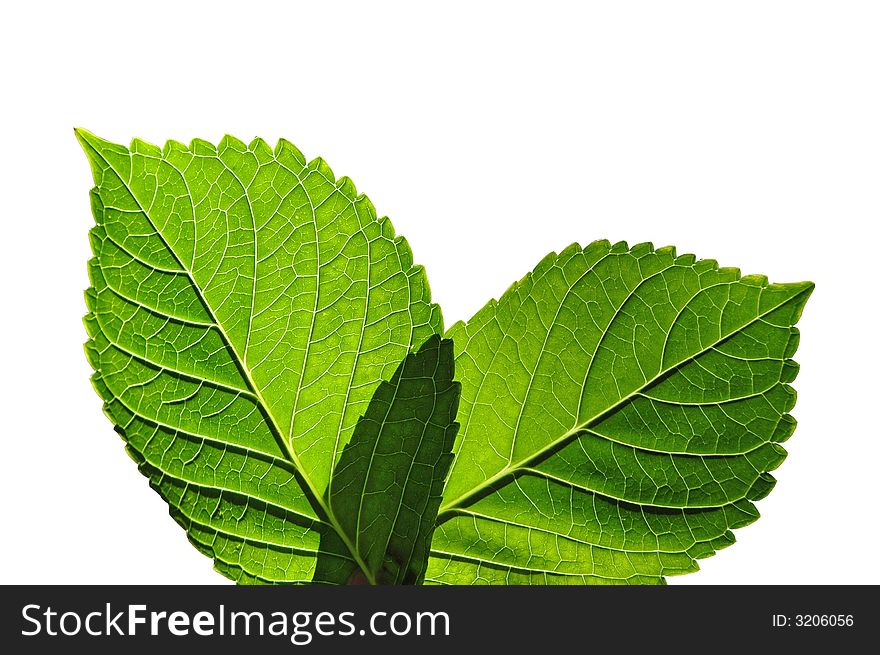 Leaves with texture showing veins isolated on white