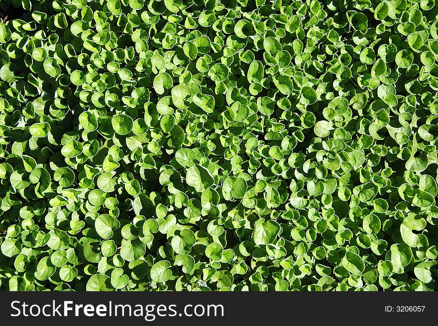 Green leaves texture making a background