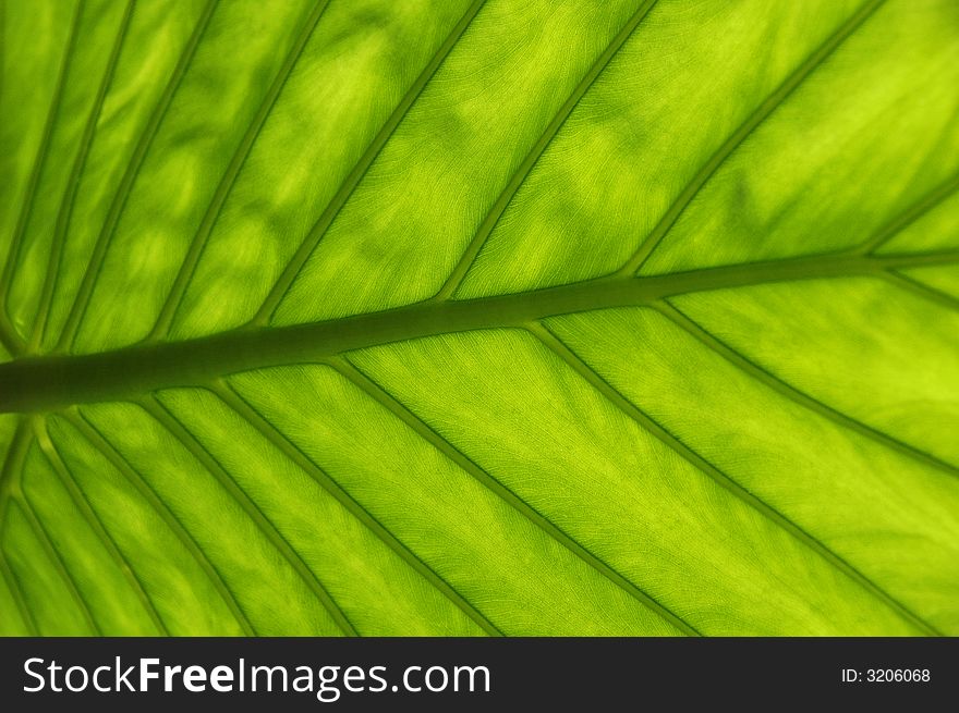 Green Leaf Fibers Background