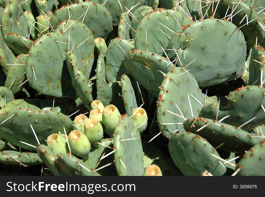 Cactus showing spikes on a sunny day