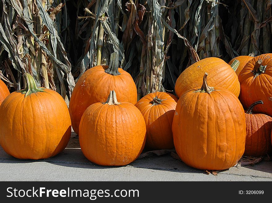 Pumpkins with dry corn plants on the background