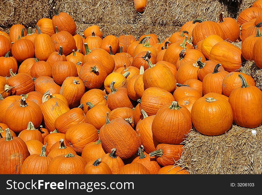 Lots of pumpkins with hay on a sunny day