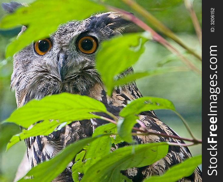 Portrait of eagle owl on the branch. Portrait of eagle owl on the branch