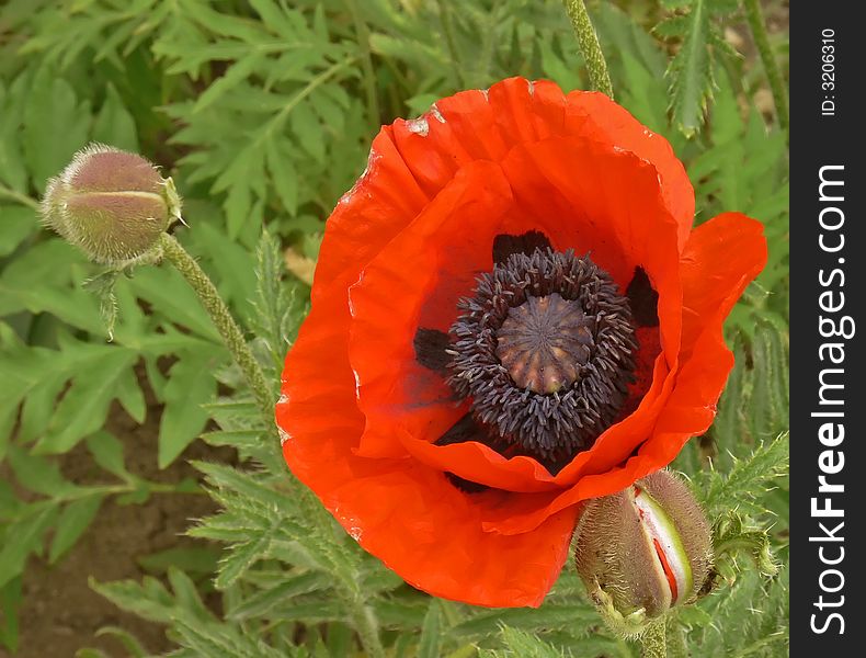 Magnificent garden  poppy together with from buds. Magnificent garden  poppy together with from buds