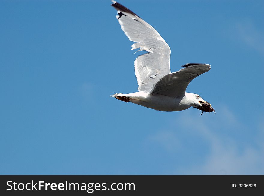 Sea gull is flying with a fish in his beak / mouth. Sea gull is flying with a fish in his beak / mouth