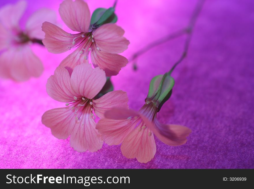 Close up of three pink flowers  with lilac background. Close up of three pink flowers  with lilac background