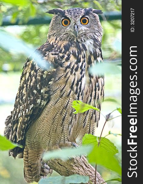 Portrait of eagle owl on the branch. Portrait of eagle owl on the branch