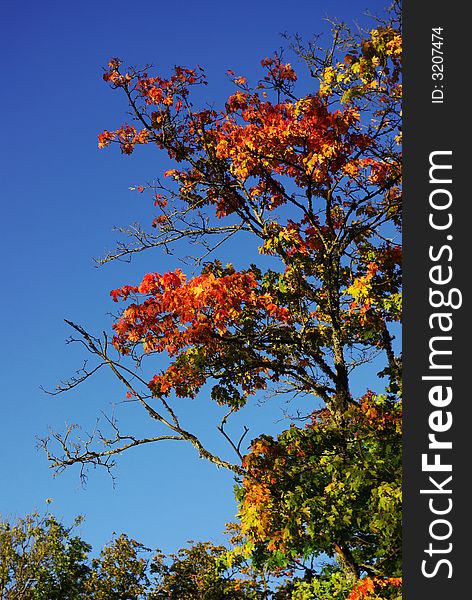 Colorful maple tree in Autumn. Colorful maple tree in Autumn.