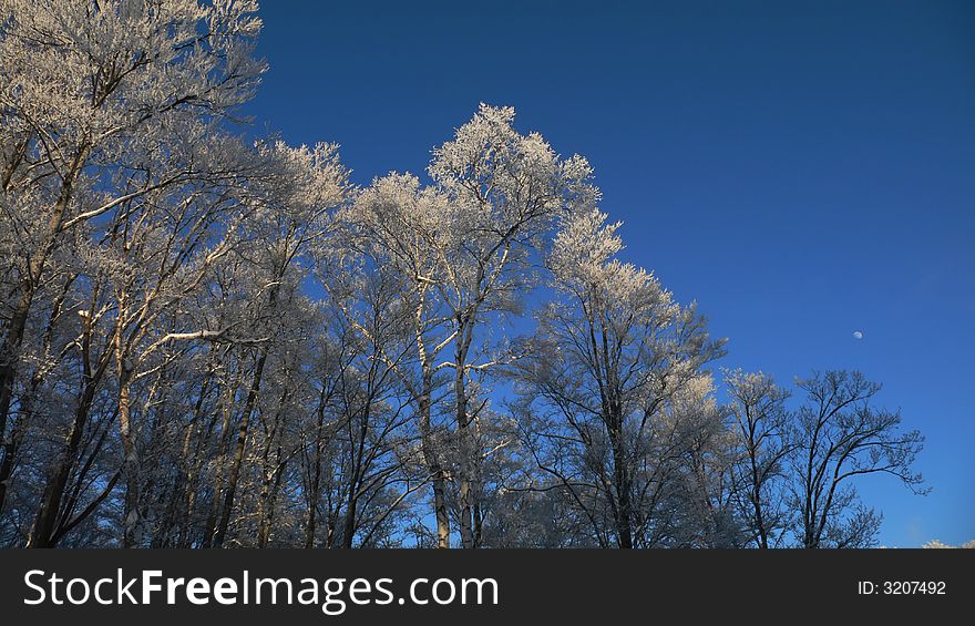 Winter panoramic forest