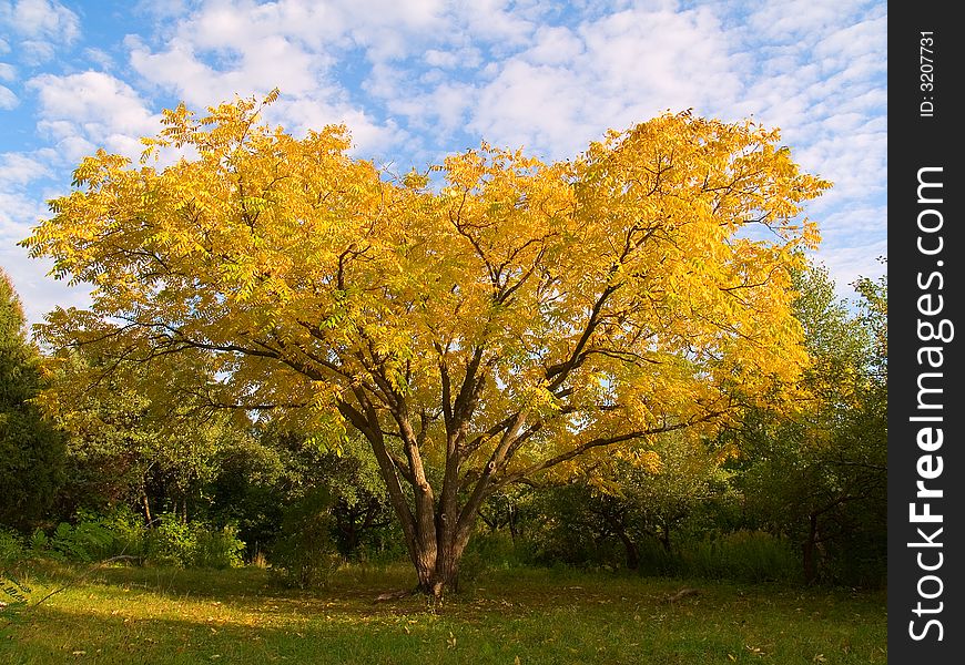 Bright yellow autumn luxurious tree. Bright yellow autumn luxurious tree