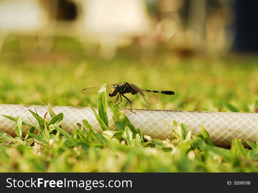 Dragonfly Surrounded With Gras