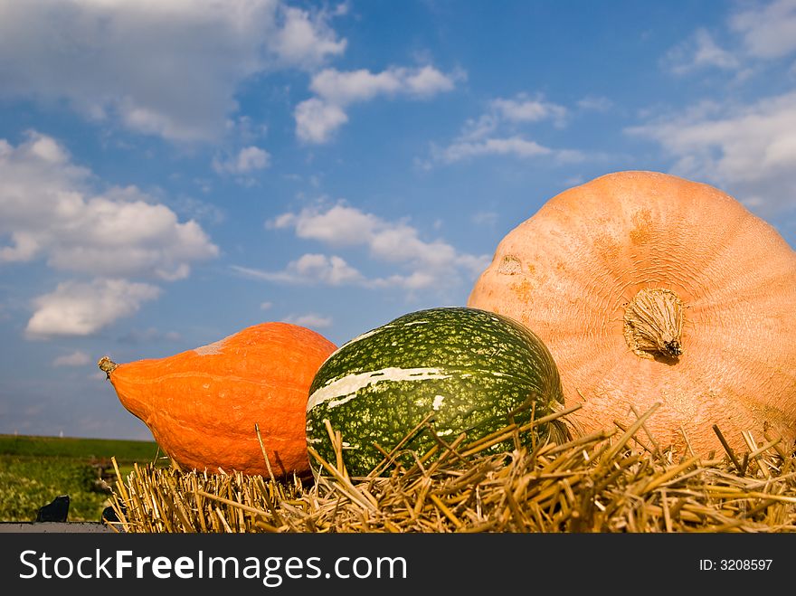 Three Color Pumpkins On Hay