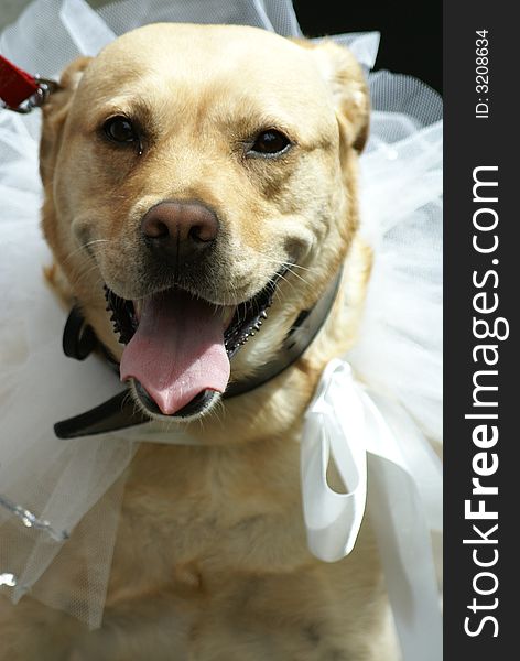 Dog dressed for a wedding. Dog dressed for a wedding
