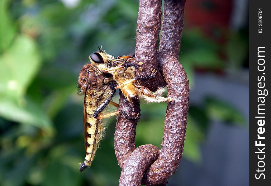 Robber Fly With Honeybee