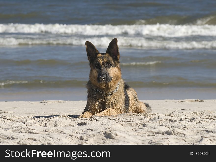Dog german shepherd play on the beach. Dog german shepherd play on the beach