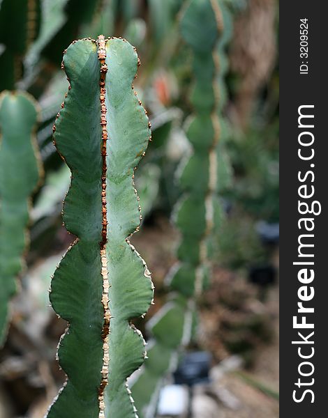 Green cactus, close-up, soft focus