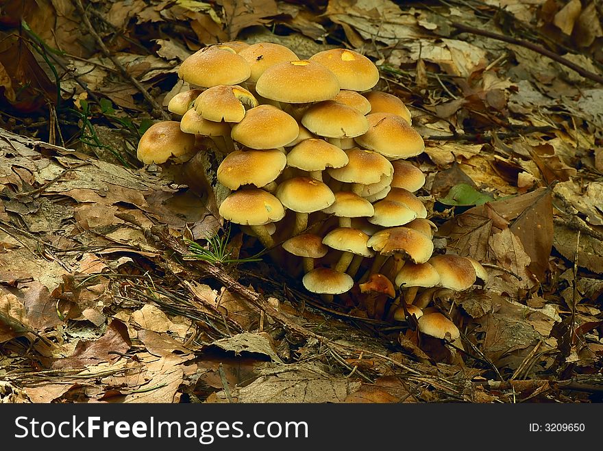 Group of mushrooms on the fallen down autumn foliage.