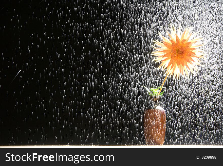 Flower dahlia gold crown in vase and droplets of water.