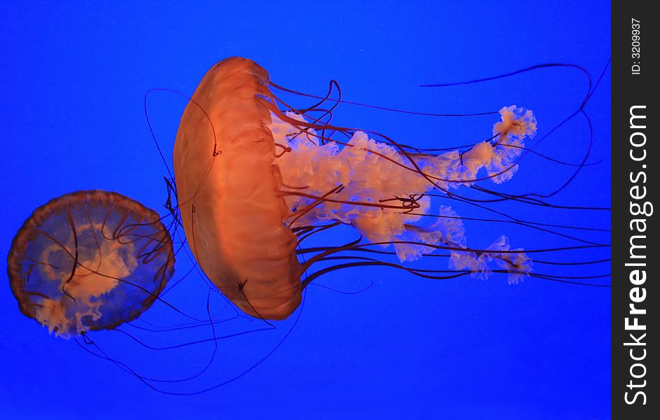 Medusas (jellyfishes)