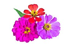 Zinnia Flower Isolated Stock Image Zinnia Flower Isolated Stock Image