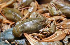 Live Crayfish Stock Images Live Crayfish Stock Images
