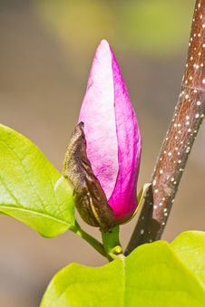 Closeup Of Magnolia Bug Royalty Free Stock Photo Closeup Of Magnolia Bug Royalty Free Stock Photo