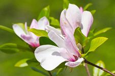 Blooming Magnolia Royalty Free Stock Photos Blooming Magnolia Royalty Free Stock Photos