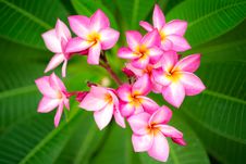 Branch Of Pink Flowers Frangipani Plumeria Royalty Free Stock Image Branch Of Pink Flowers Frangipani Plumeria Royalty Free Stock Image