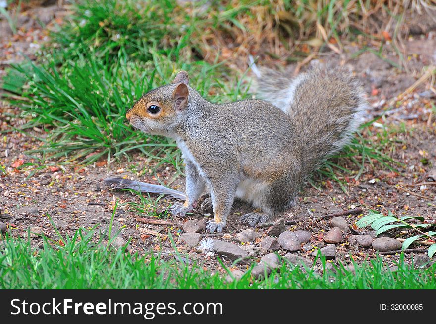 Grey Squirrel On The Ground.