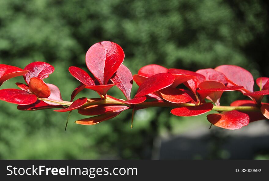 Red leaves of barberry on a green background