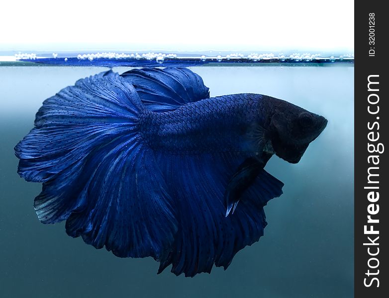 Blue siamese fighting fish on blue background