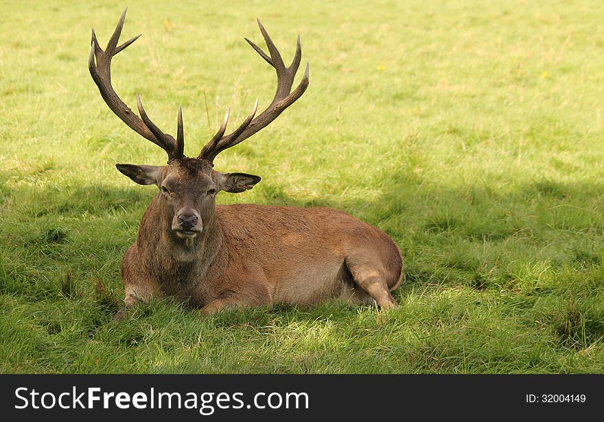 A Large Red Deer Sitting in the Shade of a Tree. A Large Red Deer Sitting in the Shade of a Tree.