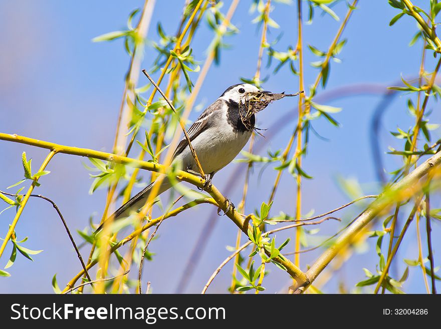 Wagtail Holding Dry Leaves For Nest