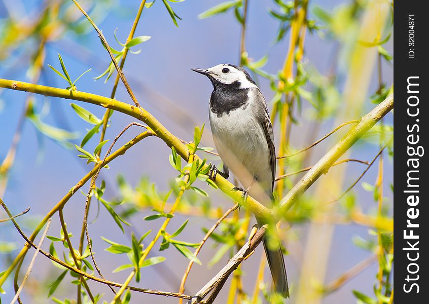 Colseup image of white wagtail (Motacilla alba) on willow branch in spring forest. Colseup image of white wagtail (Motacilla alba) on willow branch in spring forest