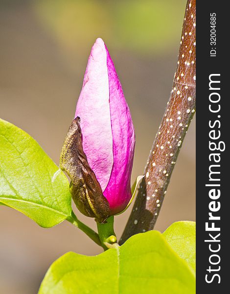 Closeup of magnolia bud (Magnolia soulangeana) in National botanic garden in Kiev. Closeup of magnolia bud (Magnolia soulangeana) in National botanic garden in Kiev