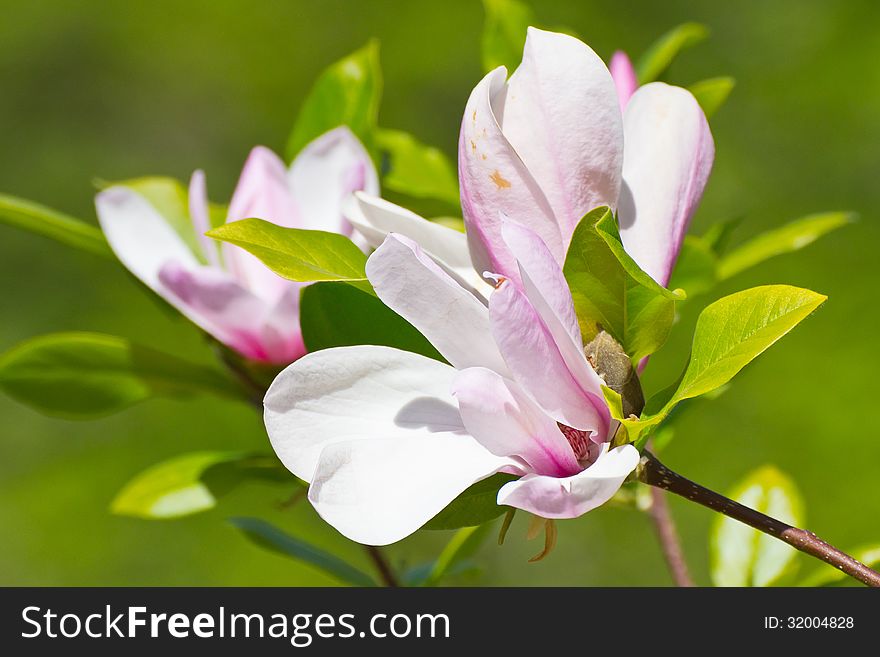 Blooming magnolia (Magnolia soulangeana) in National botanic garden in Kiev