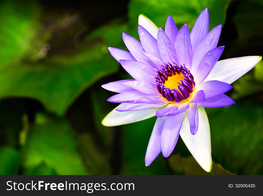 Purple lotus blossoms or water lily flowers