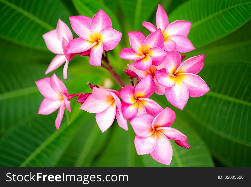 Branch of pink flowers frangipani plumeria on green leaves background