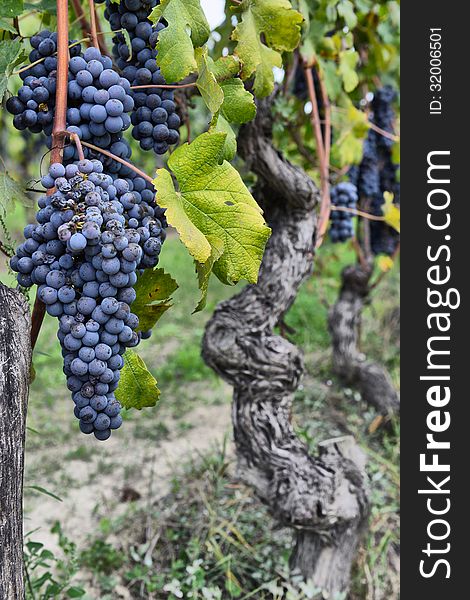 Merlot grapes on the vineyard