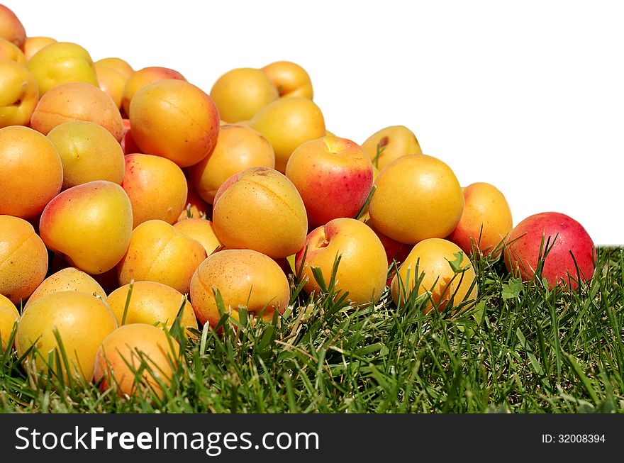 Juicy, ripe, yellow-red apricots scattered on the green grass