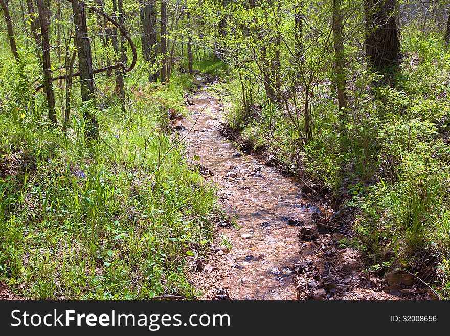 A flooded stream flowing through the forest. A flooded stream flowing through the forest.