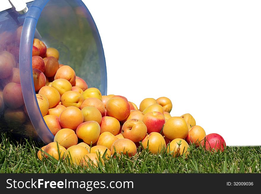 Juicy, ripe, yellow-red apricots scattered on the green grass